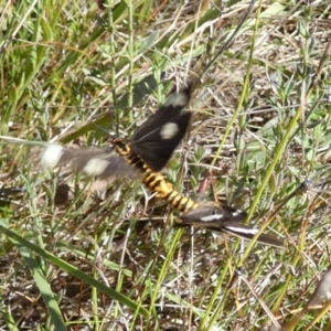 Nyctemera amicus at Boro, NSW - suppressed