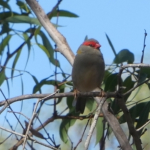 Neochmia temporalis at Boro, NSW - suppressed