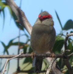 Neochmia temporalis at Boro, NSW - suppressed