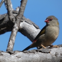 Neochmia temporalis at Boro, NSW - suppressed