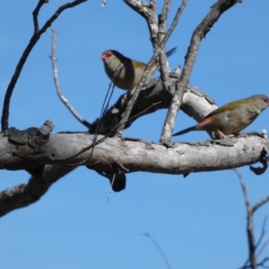 Neochmia temporalis at Boro, NSW - suppressed