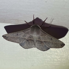 Antictenia punctunculus (A geometer moth) at Coopers Gully, NSW - 21 Feb 2022 by ibaird
