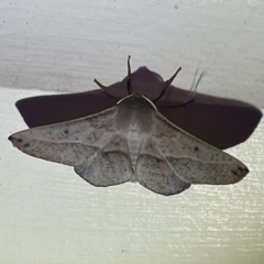 Unidentified Geometer moth (Geometridae) at Coopers Gully, NSW - 21 Feb 2022 by ibaird