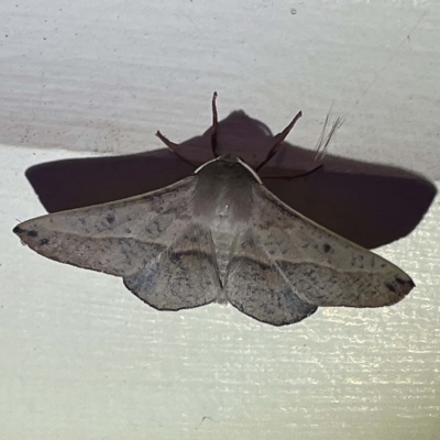Antictenia punctunculus (A geometer moth) at Coopers Gully, NSW - 21 Feb 2022 by ibaird