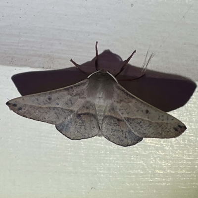 Unidentified Geometer moth (Geometridae) at Coopers Gully, NSW - 21 Feb 2022 by ibaird