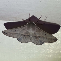 Unidentified Geometer moth (Geometridae) (TBC) at Coopers Gully, NSW - 21 Feb 2022 by ibaird