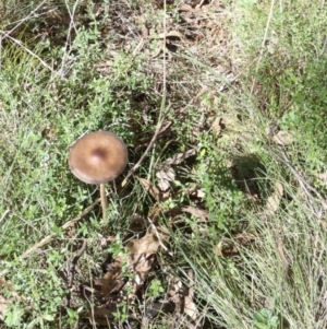 Oudemansiella gigaspora group at Boro, NSW - suppressed