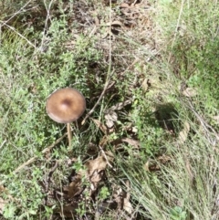 Oudemansiella 'radicata group' (Rooting shank) at Boro, NSW - 15 Apr 2022 by Paul4K