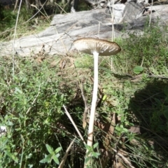 Oudemansiella gigaspora group at Boro, NSW - suppressed