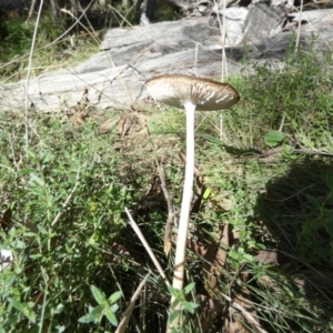 Oudemansiella gigaspora group at Boro, NSW - suppressed