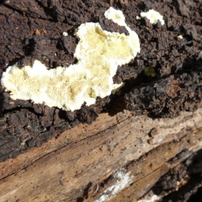 zz flat polypore - not white(ish) at QPRC LGA - 15 Apr 2022 by Paul4K