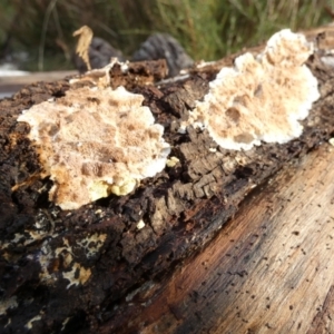 zz flat polypore - not white(ish) at suppressed - 15 Apr 2022