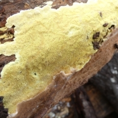 zz flat polypore - not white(ish) at suppressed - 15 Apr 2022