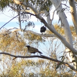 Corcorax melanorhamphos at Boro, NSW - 15 Apr 2022