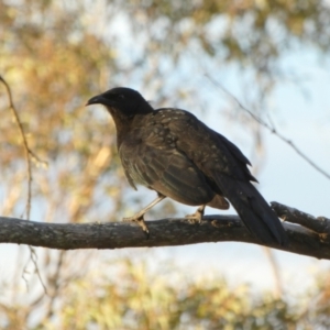 Corcorax melanorhamphos at Boro, NSW - 15 Apr 2022