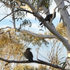 Corcorax melanorhamphos at Boro, NSW - 15 Apr 2022