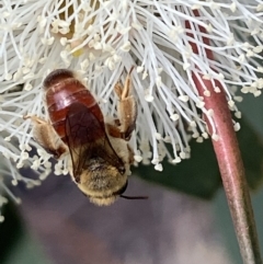 Goniocolletes fimbriatinus at Stromlo, ACT - 16 Apr 2022 by AJB