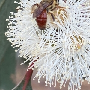 Goniocolletes fimbriatinus at Stromlo, ACT - 16 Apr 2022 02:14 PM