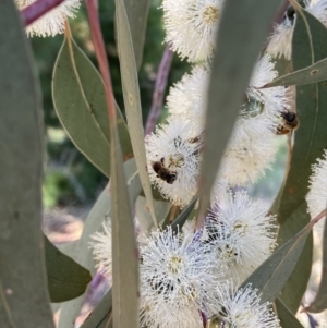 Eucalyptus bridgesiana at Denman Prospect, ACT - 16 Apr 2022