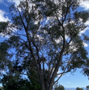 Eucalyptus bridgesiana at Stromlo, ACT - 16 Apr 2022