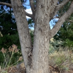 Eucalyptus bridgesiana at Denman Prospect, ACT - 16 Apr 2022