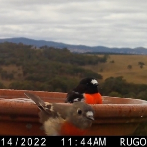 Petroica boodang at Yass River, NSW - 16 Apr 2022