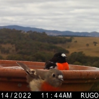 Petroica boodang (Scarlet Robin) at Rugosa - 16 Apr 2022 by SenexRugosus