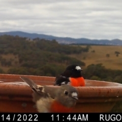 Petroica boodang (Scarlet Robin) at Yass River, NSW - 16 Apr 2022 by SenexRugosus