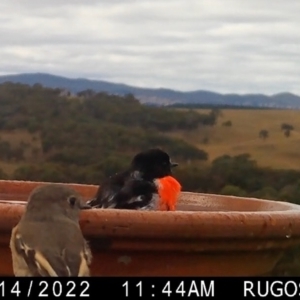 Petroica boodang at Yass River, NSW - 16 Apr 2022