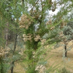 Cassinia aculeata subsp. aculeata (Dolly Bush, Common Cassinia, Dogwood) at Rugosa - 12 Apr 2022 by SenexRugosus