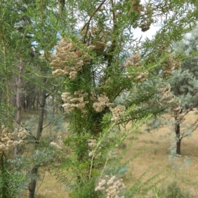 Cassinia aculeata subsp. aculeata (Dolly Bush, Common Cassinia, Dogwood) at Yass River, NSW - 12 Apr 2022 by SenexRugosus