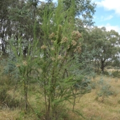 Cassinia aculeata subsp. aculeata at Yass River, NSW - 12 Apr 2022 12:42 PM