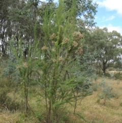 Cassinia aculeata subsp. aculeata at Yass River, NSW - 12 Apr 2022
