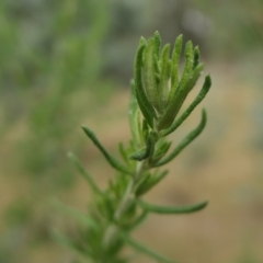 Cassinia aculeata subsp. aculeata at Yass River, NSW - 12 Apr 2022