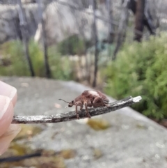 Gonipterus pulverulentus (Eucalyptus weevil) at Namadgi National Park - 16 Apr 2022 by Tdoh