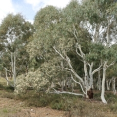 Eucalyptus mannifera (Brittle Gum) at Rugosa at Yass River - 12 Apr 2022 by SenexRugosus