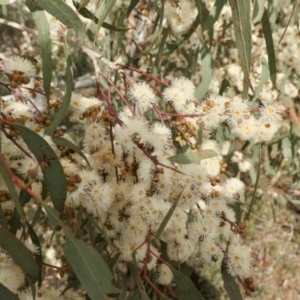 Eucalyptus mannifera at Rugosa - 12 Apr 2022