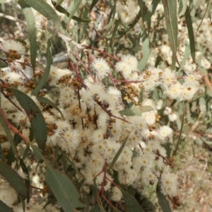 Eucalyptus mannifera at Yass River, NSW - 12 Apr 2022