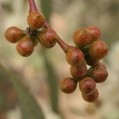 Eucalyptus mannifera at Rugosa - 12 Apr 2022