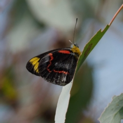 Delias nigrina (Black Jezebel) at Pialligo, ACT - 16 Apr 2022 by DPRees125