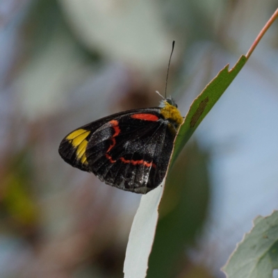 Delias nigrina (Black Jezebel) at Pialligo, ACT - 16 Apr 2022 by DPRees125