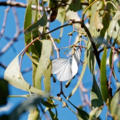 Delias nigrina at Pialligo, ACT - suppressed