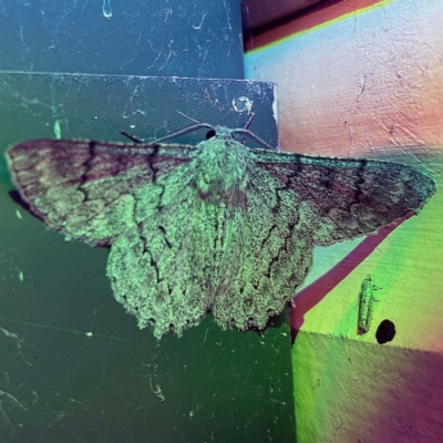 Unidentified Geometer moth (Geometridae) at Coopers Gully, NSW - 21 Feb 2022 by ibaird