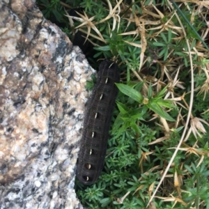 Hippotion scrofa at Cotter River, ACT - 16 Apr 2022 10:45 AM