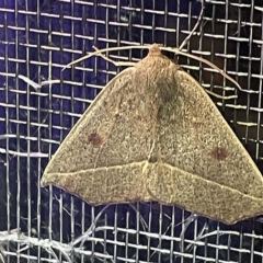 Gynopteryx ada (Orange Point-moth) at Coopers Gully, NSW - 21 Feb 2022 by ibaird