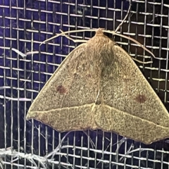 Unidentified Geometer moth (Geometridae) at Coopers Gully, NSW - 21 Feb 2022 by ibaird