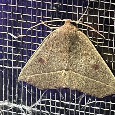 Unidentified Geometer moth (Geometridae) at Coopers Gully, NSW - 21 Feb 2022 by ibaird