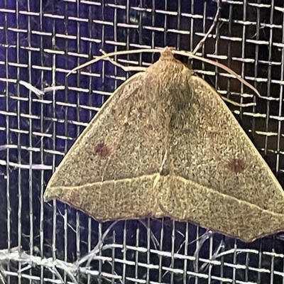 Gynopteryx ada (Orange Point-moth) at Coopers Gully, NSW - 21 Feb 2022 by ibaird