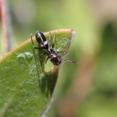 Myrmarachne (genus) (Unidentified Ant-mimic jumping spider) at Murrumbateman, NSW - 16 Apr 2022 by SimoneC