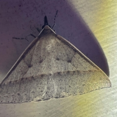 Unidentified Geometer moth (Geometridae) at Coopers Gully, NSW - 21 Feb 2022 by ibaird